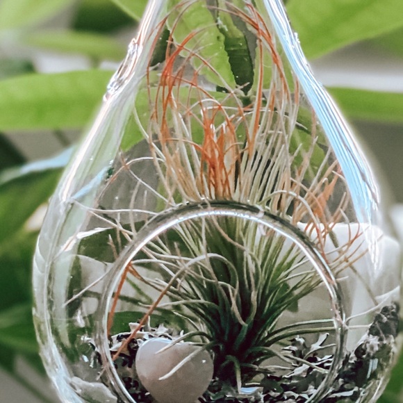 Valentine’s Day Air Plant Terrarium - Picture 2 of 5